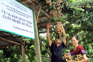 Chú trọng vào chất lượng trong sản xuất nông nghiệp